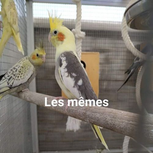 Tic et Tac Tic et Tac