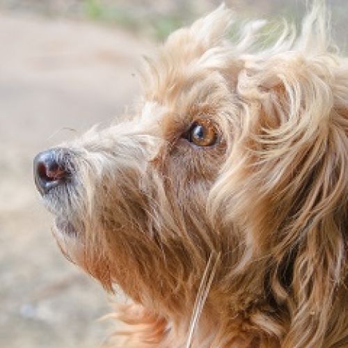 L'Anderluchien L'Anderluchien