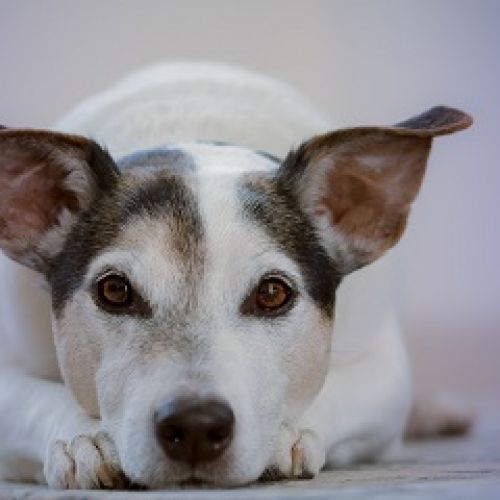 Aux P'tits Canins Aux P'tits Canins