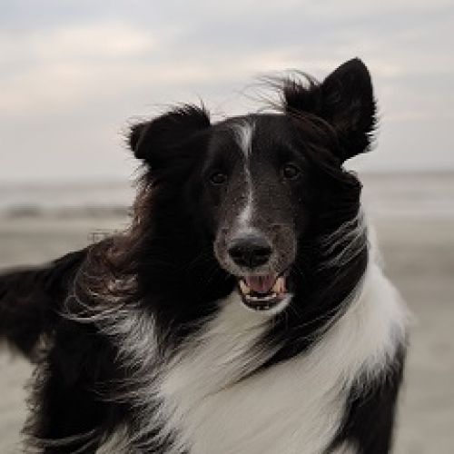 Au Prestige Canin Au Prestige Canin
