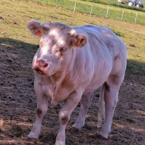 #BE212640 - Vache à adopter #BE212640 - Vache à adopter