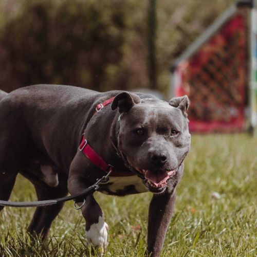 #BE212706 - Chien à Adopter #BE212706 - Chien à Adopter