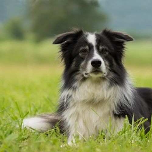 Dogywalker Dogywalker