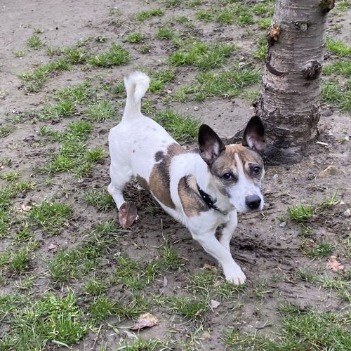 #BE212792 - Chien à Adopter #BE212792 - Chien à Adopter