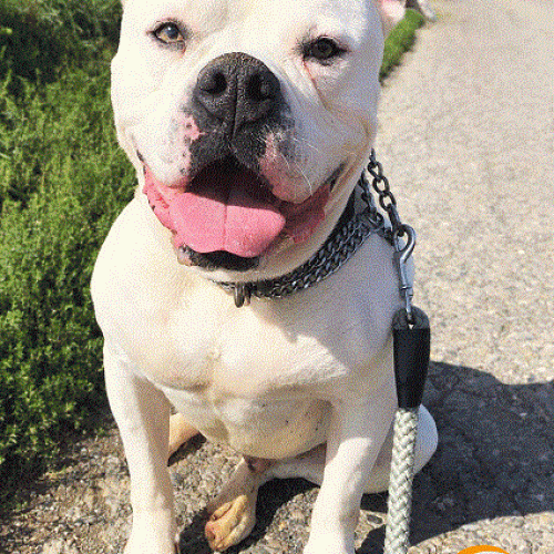#BE212845 - Chien à Adopter #BE212845 - Chien à Adopter