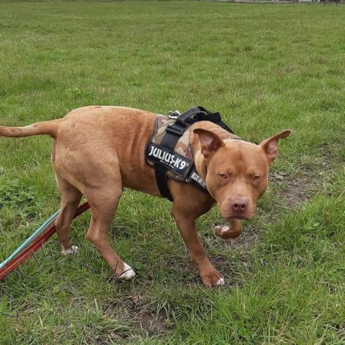 #BE212939 - Chien à Adopter #BE212939 - Chien à Adopter