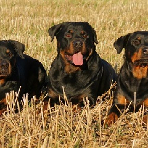 Fun Dog Fun Dog