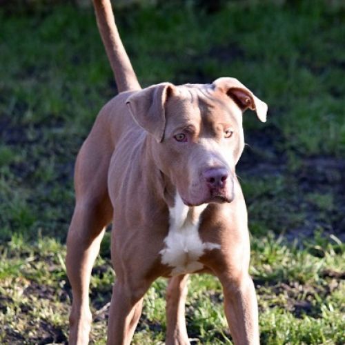#BE213162 - Chien à Adopter #BE213162 - Chien à Adopter