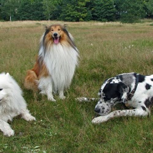 Vacances Canines Vacances Canines