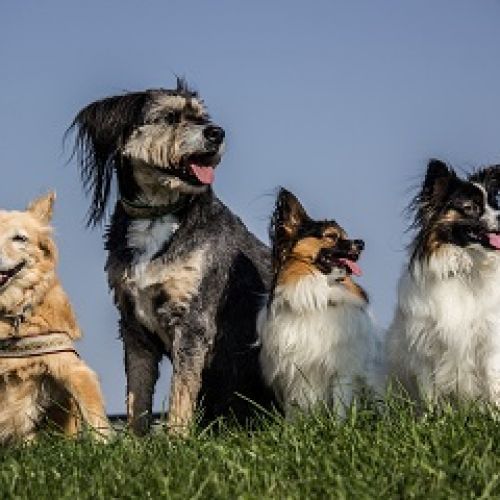 Dog's Land Dog's Land