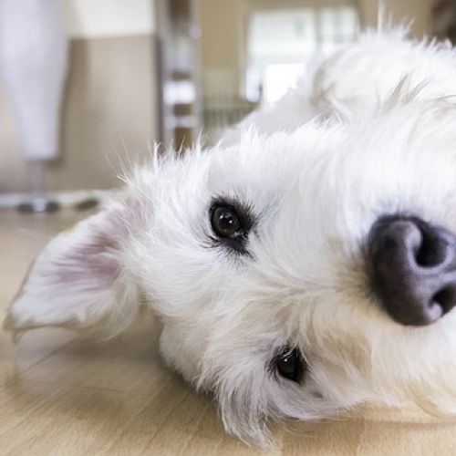 Quelle race de chien choisir en appartement ? Quelle race de chien choisir en appartement ?