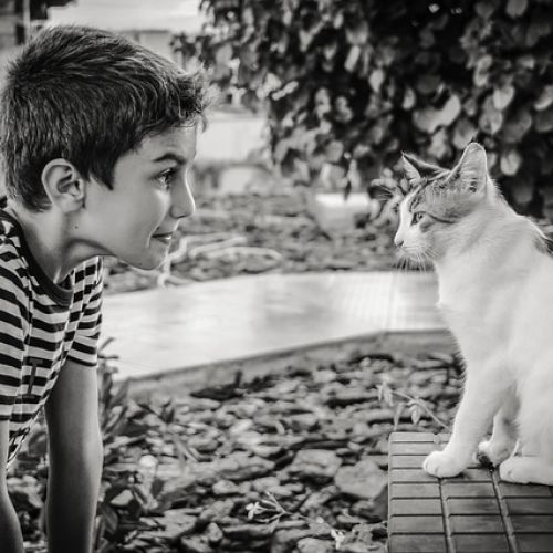 Communication animale Communication animale