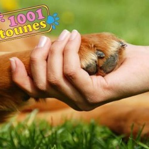 1001 Patounes 1001 Patounes