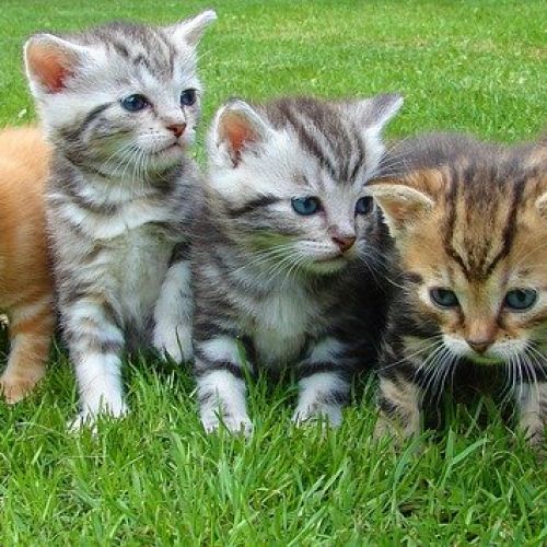 Chat hypoallergénique : vers quelle race se tourner ? Chat hypoallergénique : vers quelle race se tourner ?
