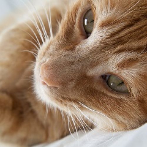 Aux Petits Compagnons Aux Petits Compagnons