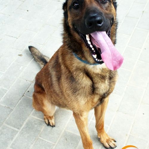 #BE214059 - Chien à Adopter #BE214059 - Chien à Adopter