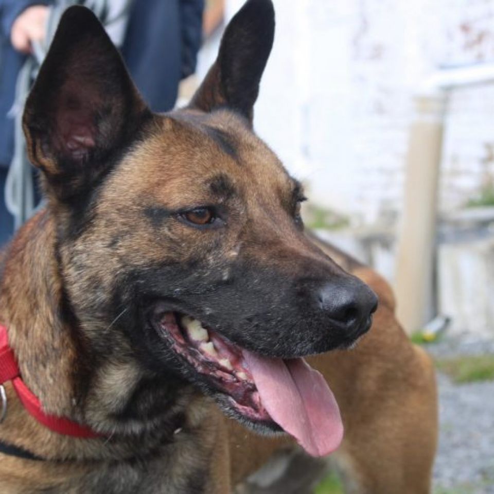 Fanjo Chien à adopter à La Louvière en Belgique AnimalWeb