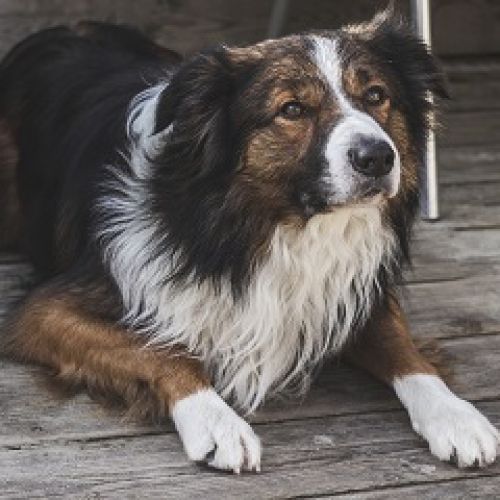 Doggy Care Doggy Care