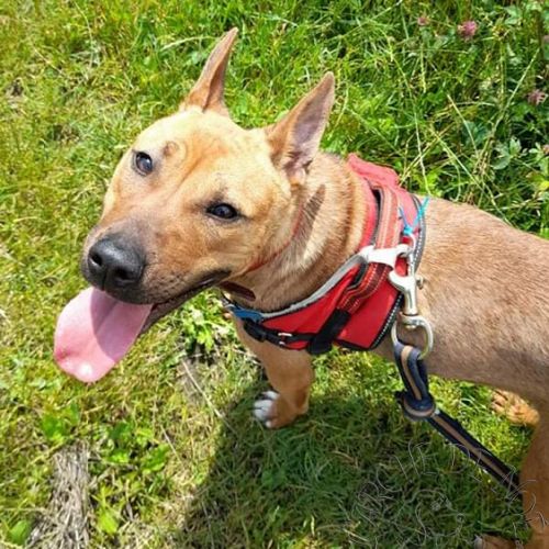 #BE214272 - Chien à Adopter #BE214272 - Chien à Adopter