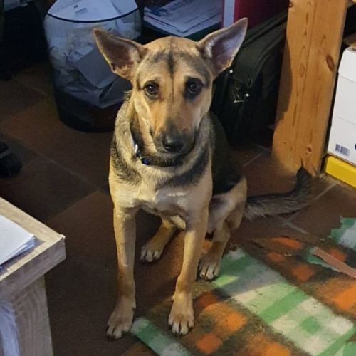 #BE214350 - Chien à Adopter #BE214350 - Chien à Adopter