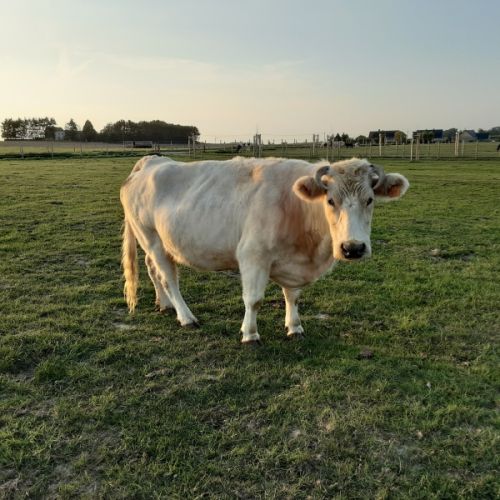 #BE214496 - Vache à Adopter #BE214496 - Vache à Adopter