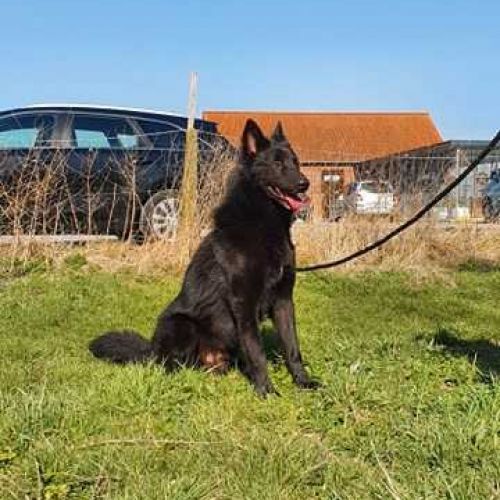 #BE214520 - Chien à Adopter #BE214520 - Chien à Adopter