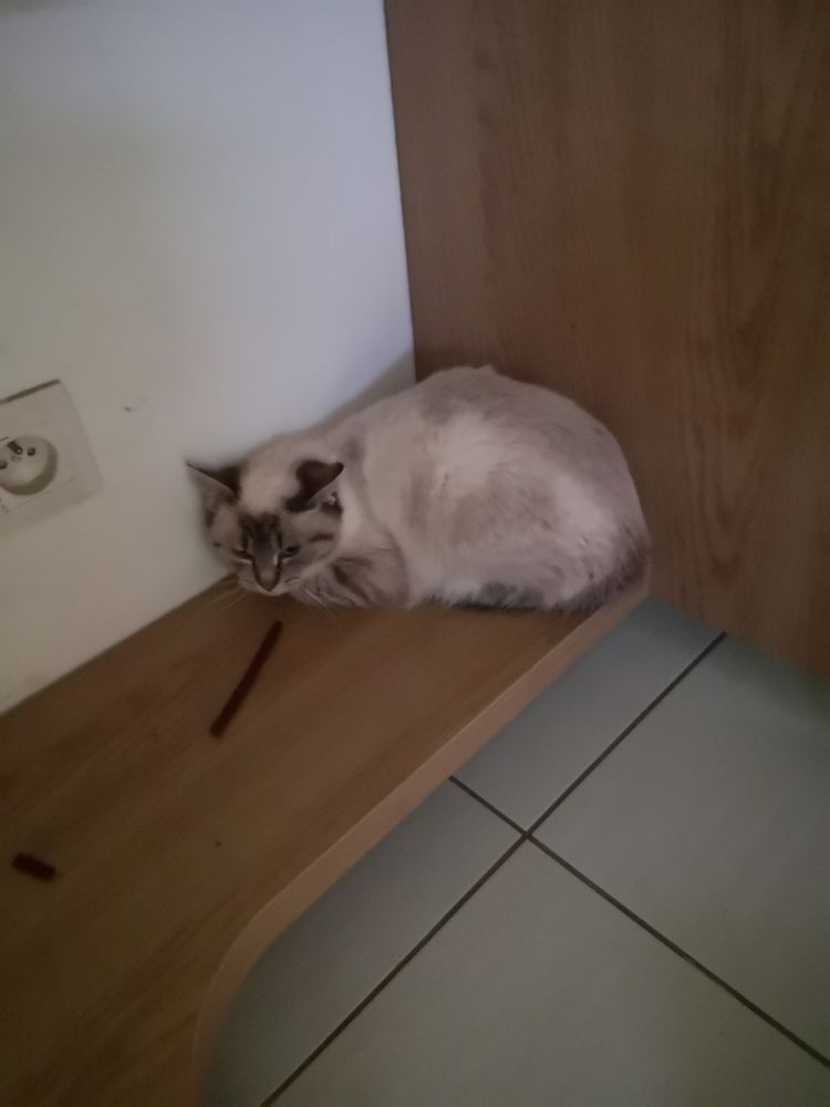 Chat perdu à SaintServais AnimalWeb