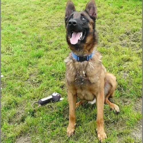 #BE214589 - Chien à Adopter #BE214589 - Chien à Adopter