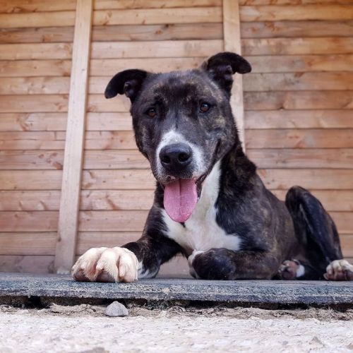 #BE214591 - Chien à Adopter #BE214591 - Chien à Adopter
