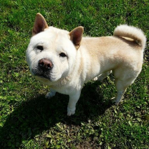 #BE214596 - Chien à Adopter #BE214596 - Chien à Adopter