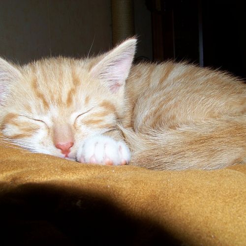 Pourquoi et comment les chats ronronnent-ils ? Pourquoi et comment les chats ronronnent-ils ?