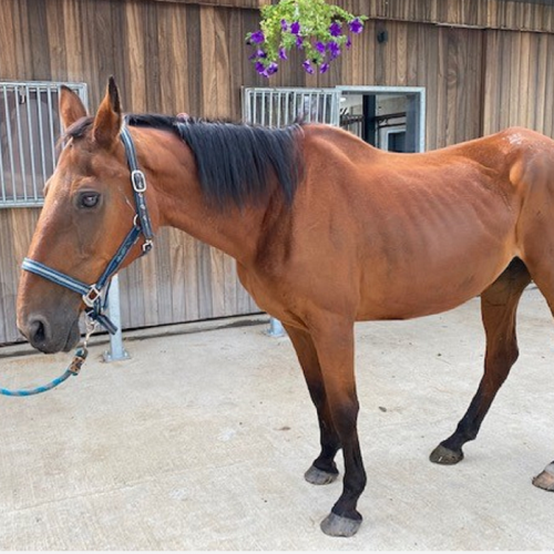 #BE214627 - Cheval à Adopter #BE214627 - Cheval à Adopter