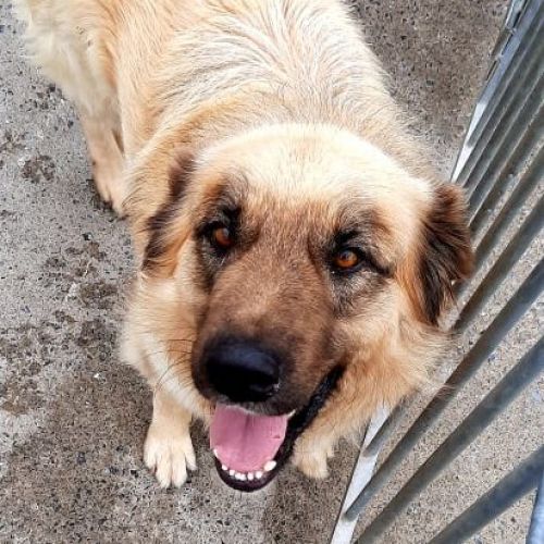 #BE214652 - Chien à Adopter #BE214652 - Chien à Adopter