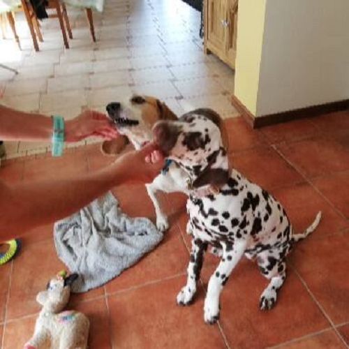 Céline M. - Petsitter à Jalhay - Belgique | AnimalWeb Petsitter à Jalhay - Belgique | AnimalWeb