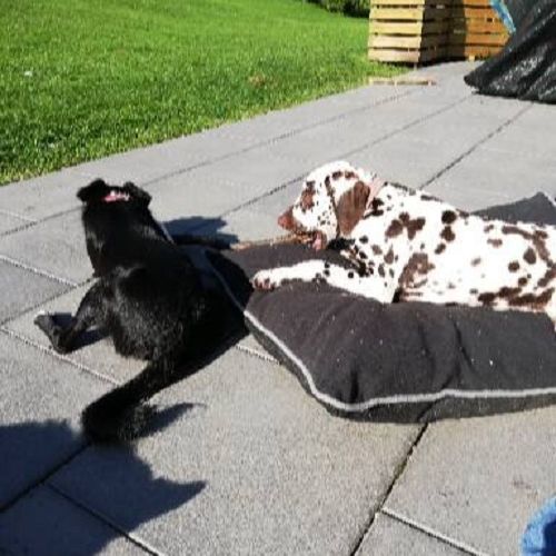 Céline M. - Petsitter à Jalhay - Belgique | AnimalWeb Petsitter à Jalhay - Belgique | AnimalWeb