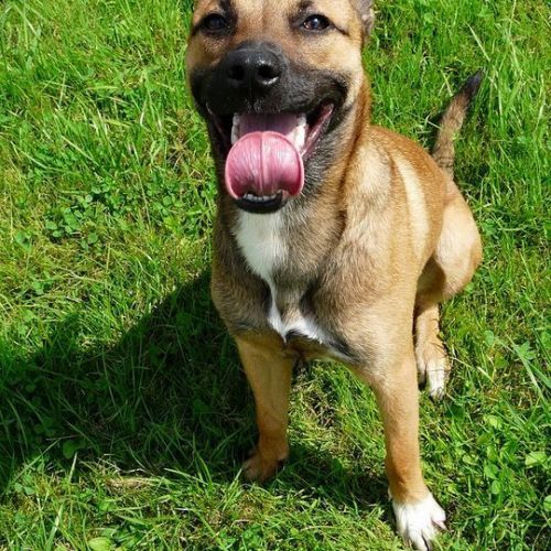 #BE214728 - Chien à Adopter #BE214728 - Chien à Adopter