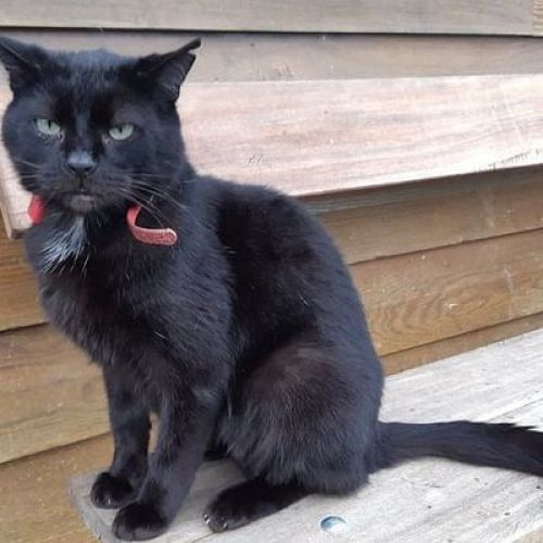 #BE214732 - Chat à Adopter #BE214732 - Chat à Adopter