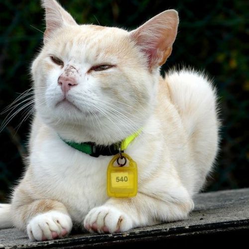 #BE214824 - Chat à Adopter #BE214824 - Chat à Adopter