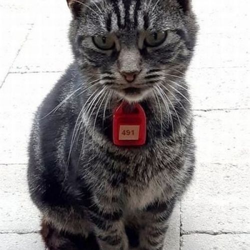 #BE214826 - Chat à Adopter #BE214826 - Chat à Adopter