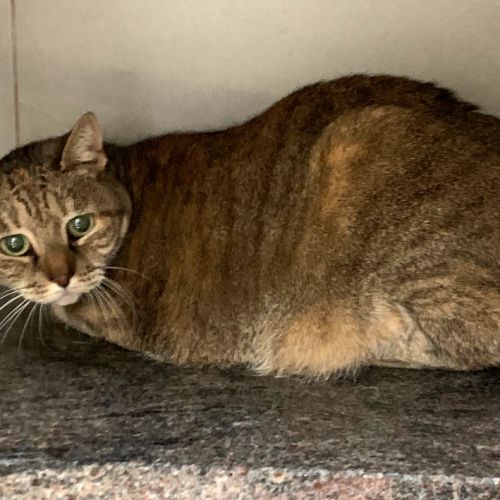 #BE214846 - Chat à Adopter #BE214846 - Chat à Adopter