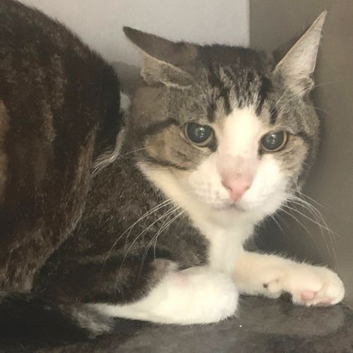 Chat à Adopter - Anderlecht | AnimalWeb #BE215093 - Chat à Adopter - Anderlecht | AnimalWeb