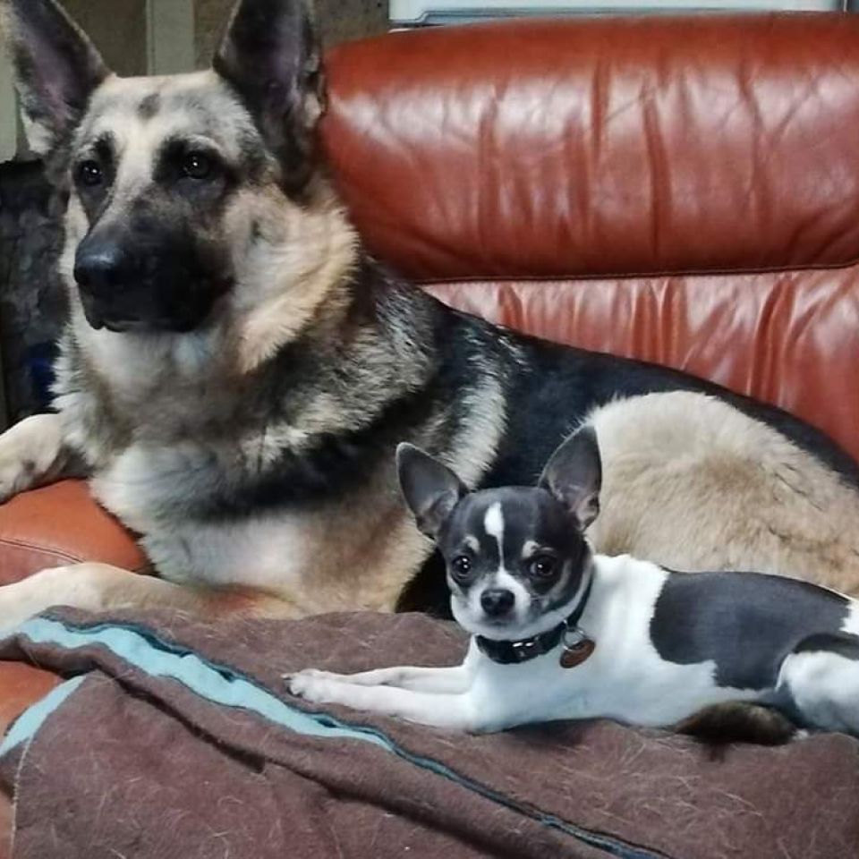Chien à adopter à Charleroi AnimalWeb