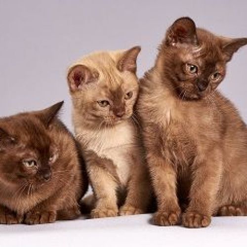 Stérilisation des animaux Stérilisation des animaux