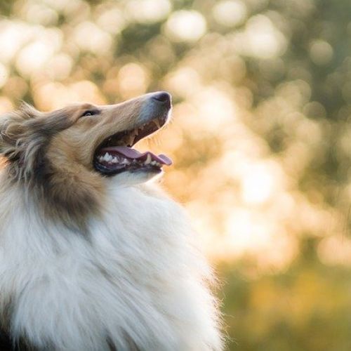 Que faire pour retrouver mon chien | AnimalWeb Que faire pour retrouver mon chien | AnimalWeb