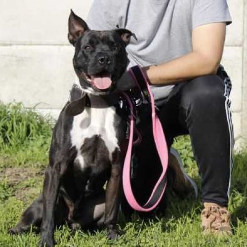 #BE215286 - Chien à Adopter - Mouscron | AnimalWeb #BE215286 - Chien à Adopter - Mouscron | AnimalWeb