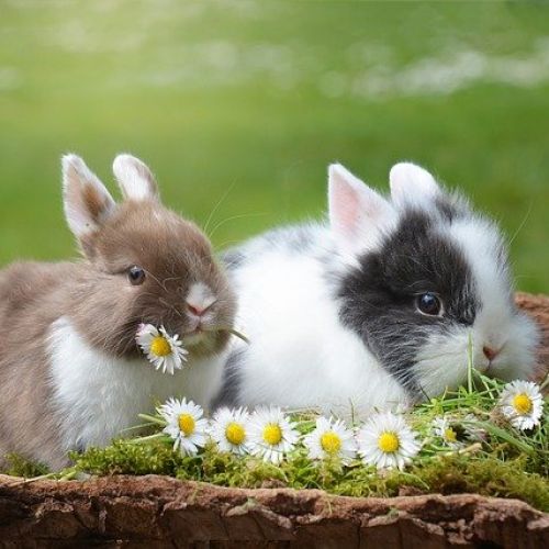 J'achète un lapin dans un magasin ou en ligne J'achète un lapin dans un magasin ou en ligne