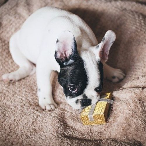 Cadeaux pour chien : 22 idées originales pour lui faire plaisir Cadeaux pour chien : 22 idées originales pour lui faire plaisir