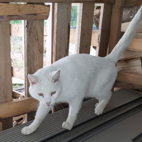 Le Chat De Gouttiere Un Chat Aux Multiples Facettes Animalweb