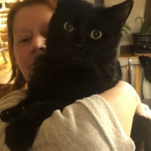 Le Chat De Gouttiere Un Chat Aux Multiples Facettes Animalweb