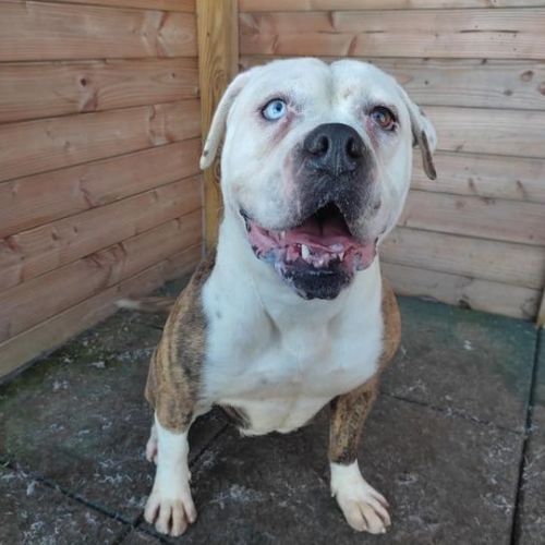 #BE215494 - Chien à Adopter - Geronsard | AnimalWeb #BE215494 - Chien à Adopter - Geronsard | AnimalWeb